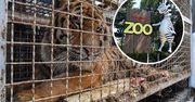Małżeństwo z Człuchowa na ratunek tygrysom. Właściciele mini ZOO cichymi bohaterami afery