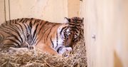 Tygrysy z poznańskiego zoo. Z pomocą ruszył Jurek Owsiak