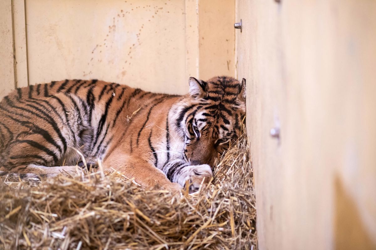 GIW o tygrysach: "stan zdrowia zwierząt nie budził wątpliwości". Zoo w Poznaniu ma nowe problemy