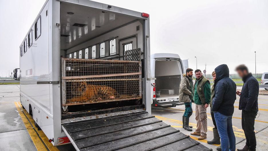 Tygrysy w klatkach w ciężarówce na polsko-białoruskiej granicy w Koroszczynie