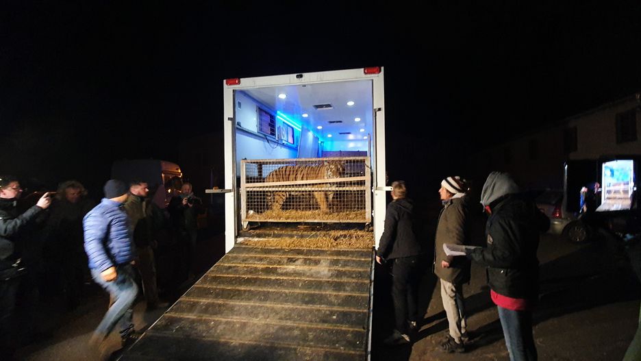 Tygrysy trafiły do zoo w Poznaniu i Człuchowie. Stan trzech z nich jest pod znakiem zapytania
