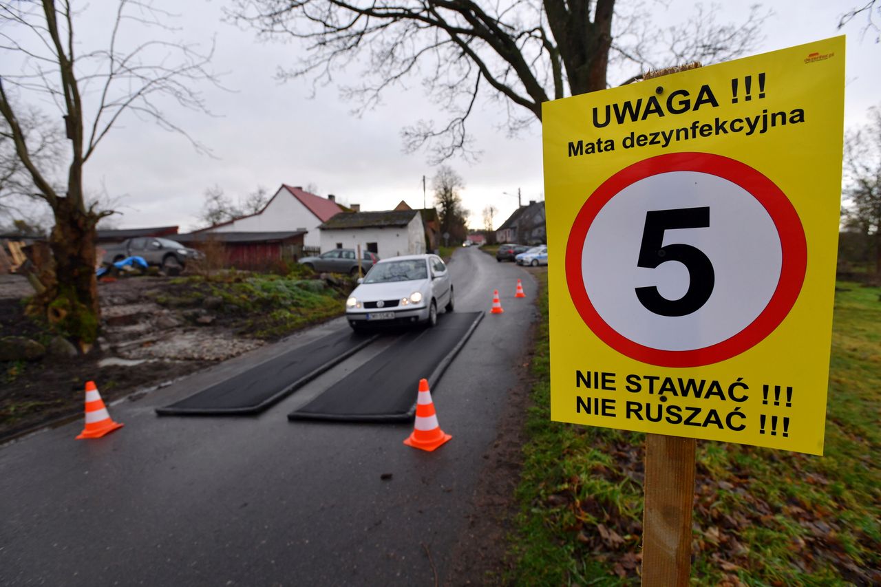 Ptasia grypa w Wielkopolsce. W gospodarstwach padło 30 tys. kaczek