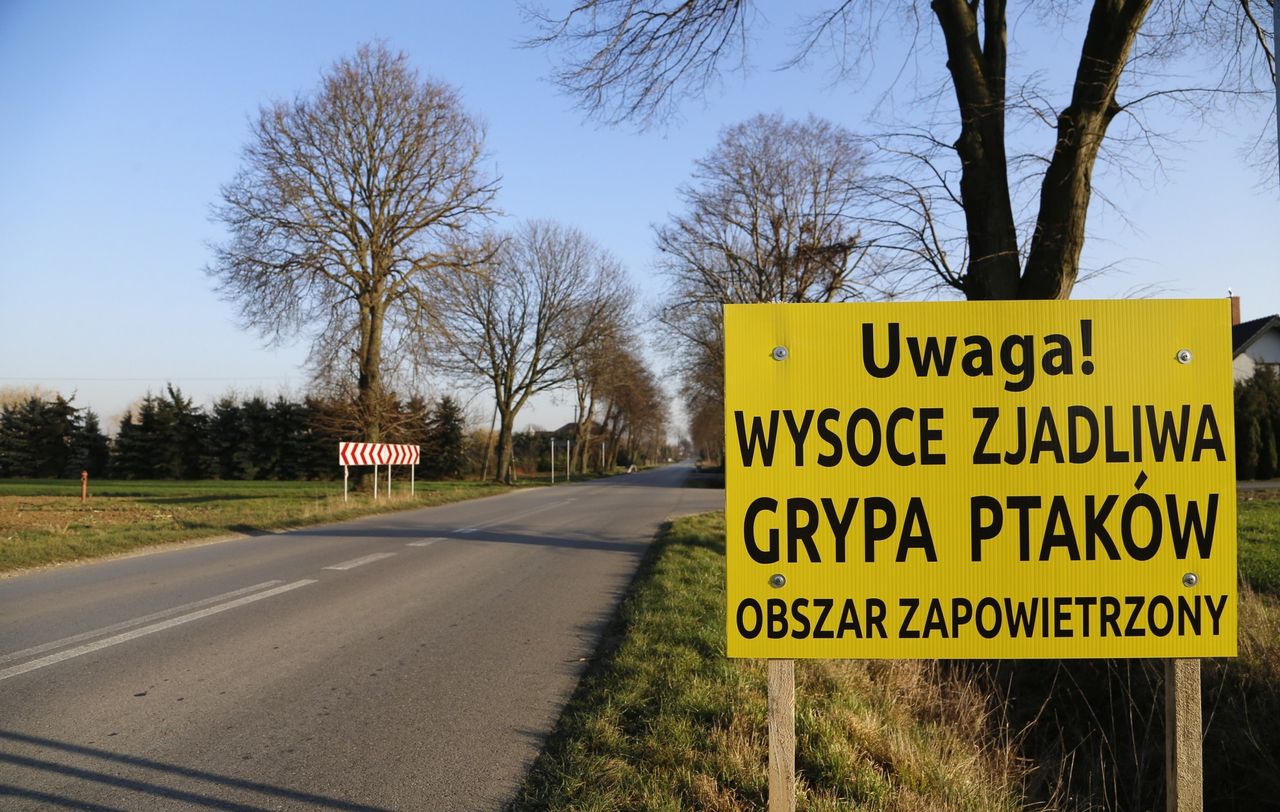 Opolskie. Ptasia grypa zlokalizowana w jednym z gospodarstw