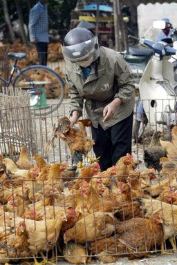 Ptasia grypa atakuje w Wietnamie