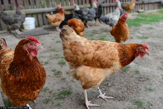 Miał być złoty interes, jest ptasia grypa