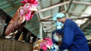 Ptasia grypa groźna nie tylko dla ptaków