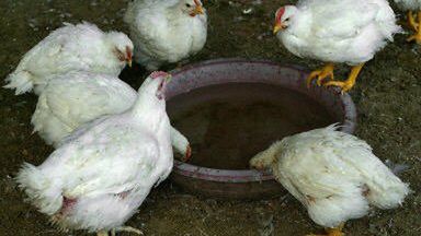 Ptasia grypa dotknęła również USA