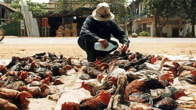 W Azji Południowo-Wschodniej wybito miliony sztuk drobiu