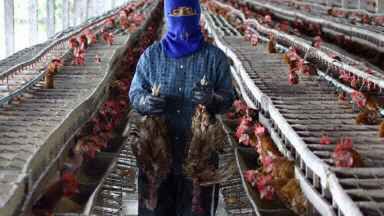 Pracownik tajlandzkiej farmy drobiu wynosi nieżywe kurczaki