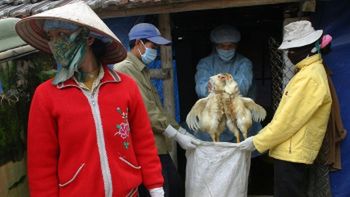 Weterynarze zbierający kurczaki z fermy drobiu pod Hanoi