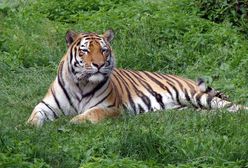 Tygrys syberyjski zaatakował opiekunkę w rosyjskim ZOO. Kobieta walczy o życie