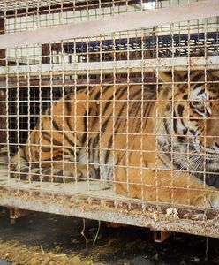 Tygrysy dotarły do Poznania.  W jednej skrzyni "brak oznak życia"