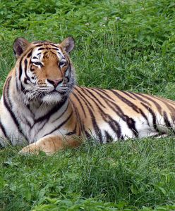 Tygrys syberyjski zaatakował opiekunkę w rosyjskim ZOO. Kobieta walczy o życie