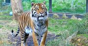 "Morderstwo" w londyńskim zoo. Walka między dwoma tygrysami zakończyła się tragicznie