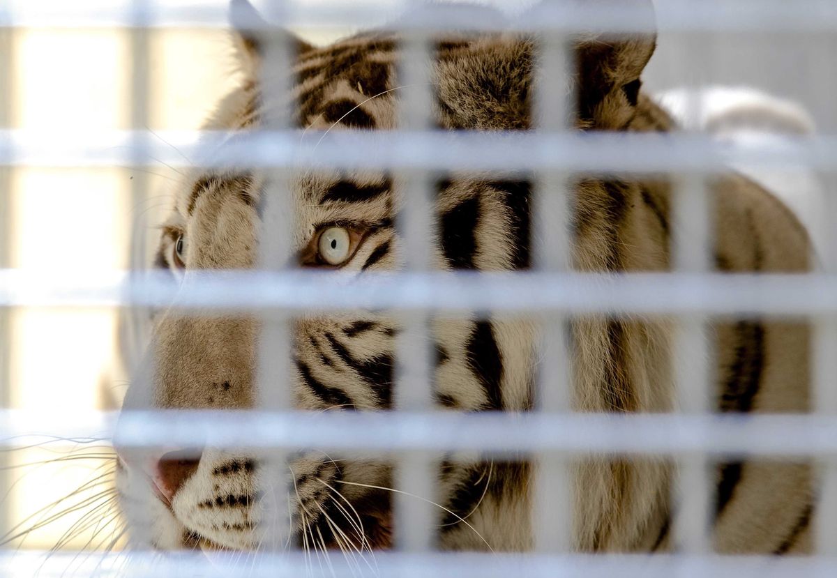 Tygrys zaatakował pracownicę zoo. Kobieta nie żyje