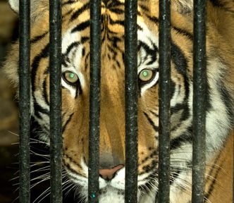 Sprawa tygrysów z Włoch. Powinien powstać azyl dla zwierząt zatrzymywanych na granicy