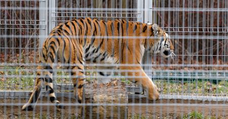 Ratowała zdrowie i życie tygrysów. Nagroda dla dyrektor poznańskiego zoo