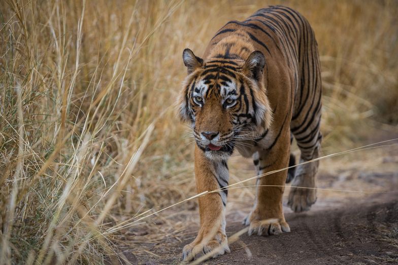 Tygrys przeszedł 1,3 tys. km w poszukiwaniu partnerki 