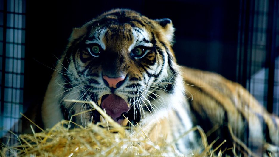 Tygrysy z Polski są już w Hiszpanii. Czują się dobrze