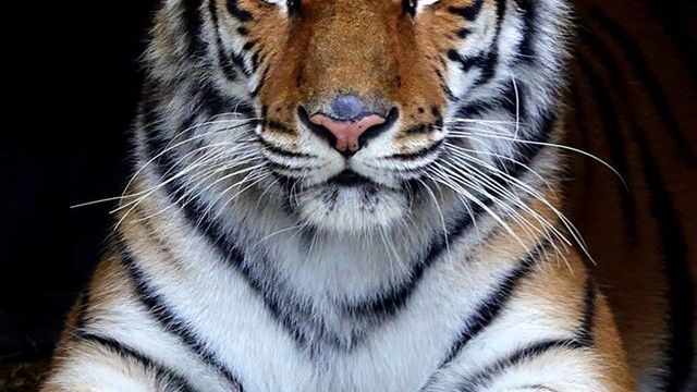 Tygrysy z poznańskiego ZOO trafią do Hiszpanii