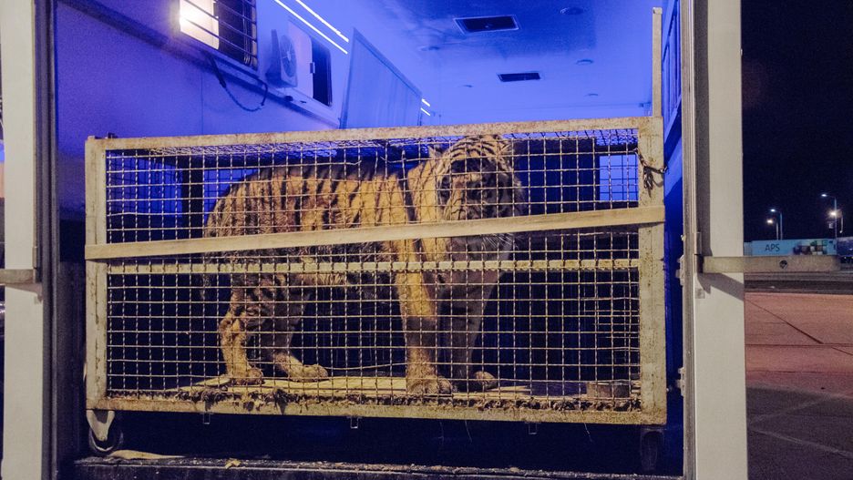 Organizator transportu tygrysów trafił do aresztu