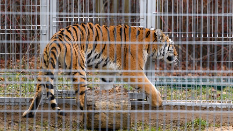 Dyrektor poznańskiego zoo otrzyma 10 tys. zł nagrody