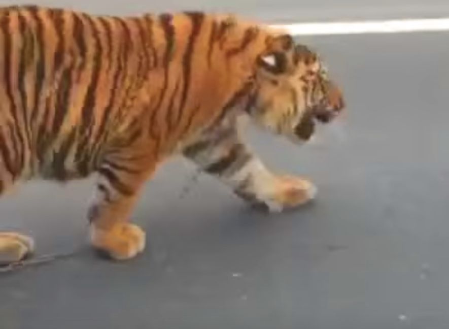 Podczas występu cyrkowego tygrys rzucił się na widzów