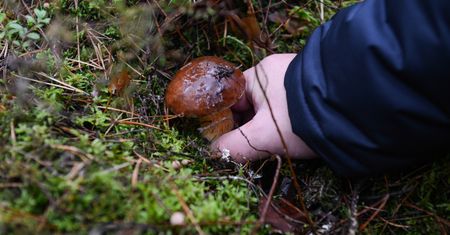 Jeśli chcesz kupić grzyby w dobrej cenie, pędź na targ. Tak tanio dawno nie było