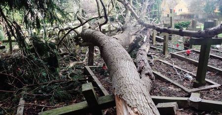 To nie wandale, tylko natura. Nowe szczegóły dotyczące zniszczenia polskich grobów w Anglii