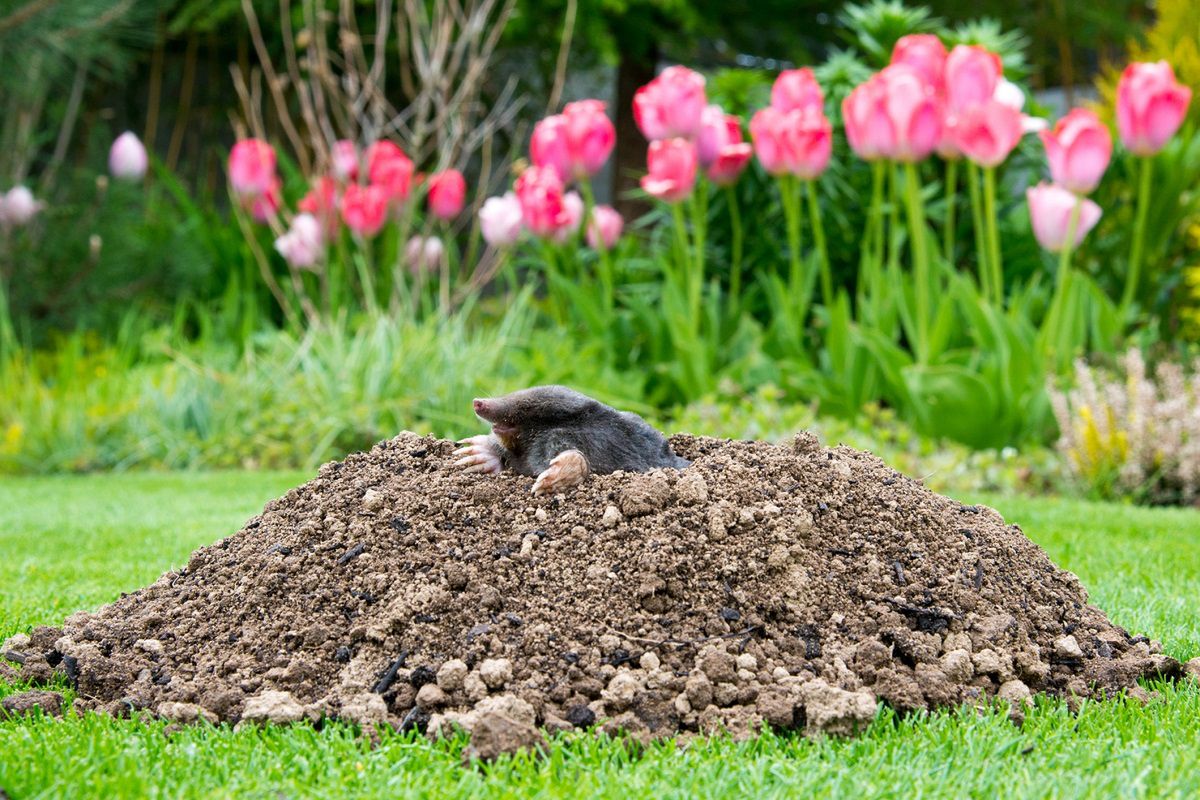 Jak pozbyć się kreta z ogrodu? Fot. Getty Images