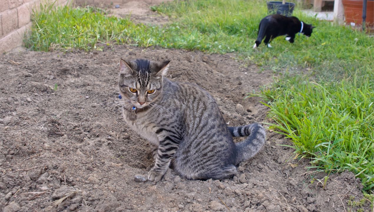 Jak pozbyć się kotów z ogrodu? fot. Getty Images
