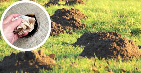 Jak się pozbyć kretów z ogrodu i trawnika? 7 sprawdzonych sposobów!