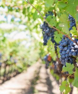 Polskie winnice rosną w siłę. Już na zarabiają na winie