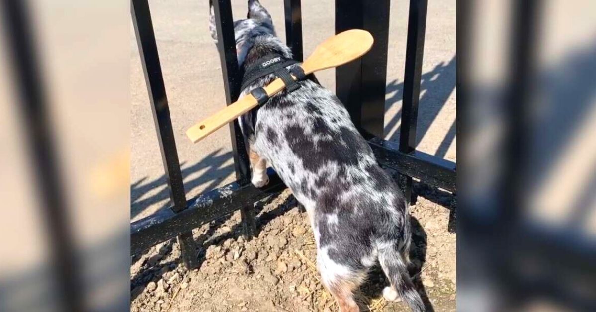 A Chihuahua Kept Escaping through a Hole between the Fence Bars. The Owner Found a Comical Way to Prevent It