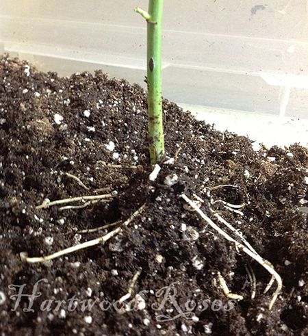 Rooting Rose Cuttings