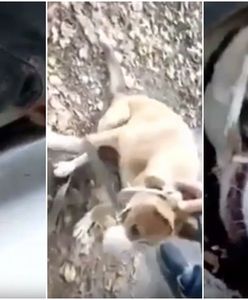 3 lata spędził w... szczelinie za ścianą. Kundelek uratowany z "niewoli"