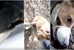 3 lata spędził w... szczelinie za ścianą. Kundelek uratowany z "niewoli"