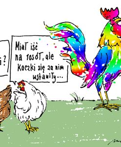 Sprawa senatora Koguta. "Miał iść na rosół, ale kaczki się za nim wstawiły"