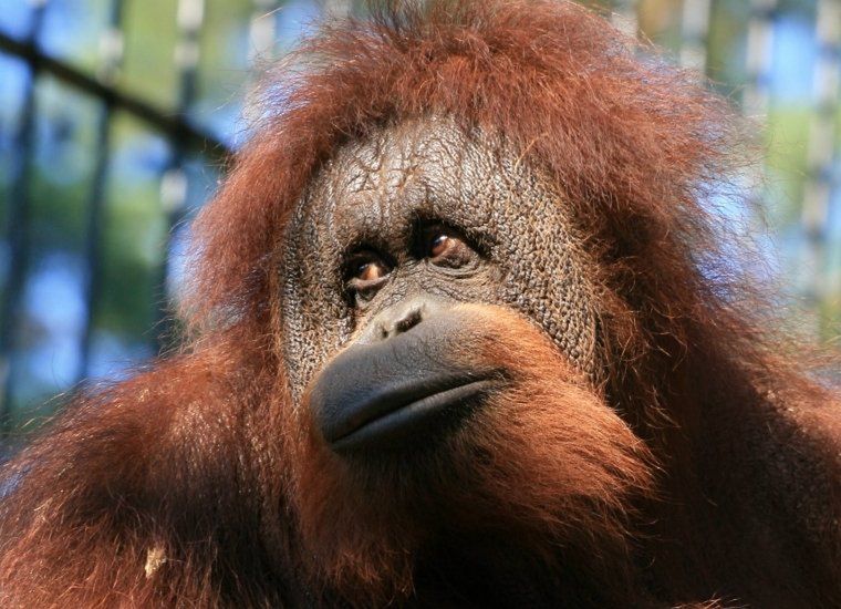 W gdańskim ZOO mieszka para orangutanów