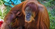 Nie żyje najstarszy orangutan na świecie. Puan miała 62 lata