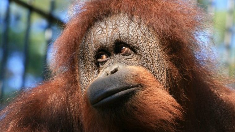 W gdańskim ZOO mieszka para orangutanów