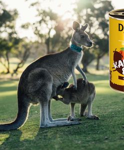 Nakarm psa kangurem za 10 zł. Polska firma wprowadza egzotyczny produkt