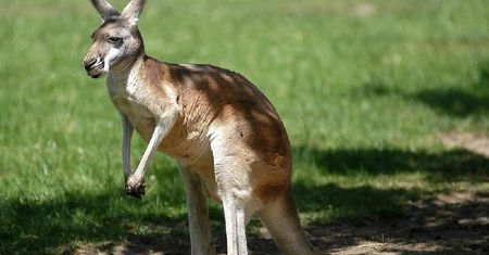 Rzeź w Australii. Zgięło 20 kangurów