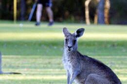Uwaga na głodne i złe kangury