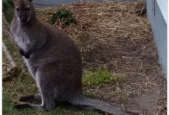 Zaginął kangurek w Świętokrzyskiem. Był cudem uratowany w Australii