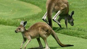 Kangury na...polach golfowych