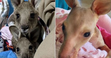 Rzeź kangurów w Australii. Policja zatrzymała 19-latka