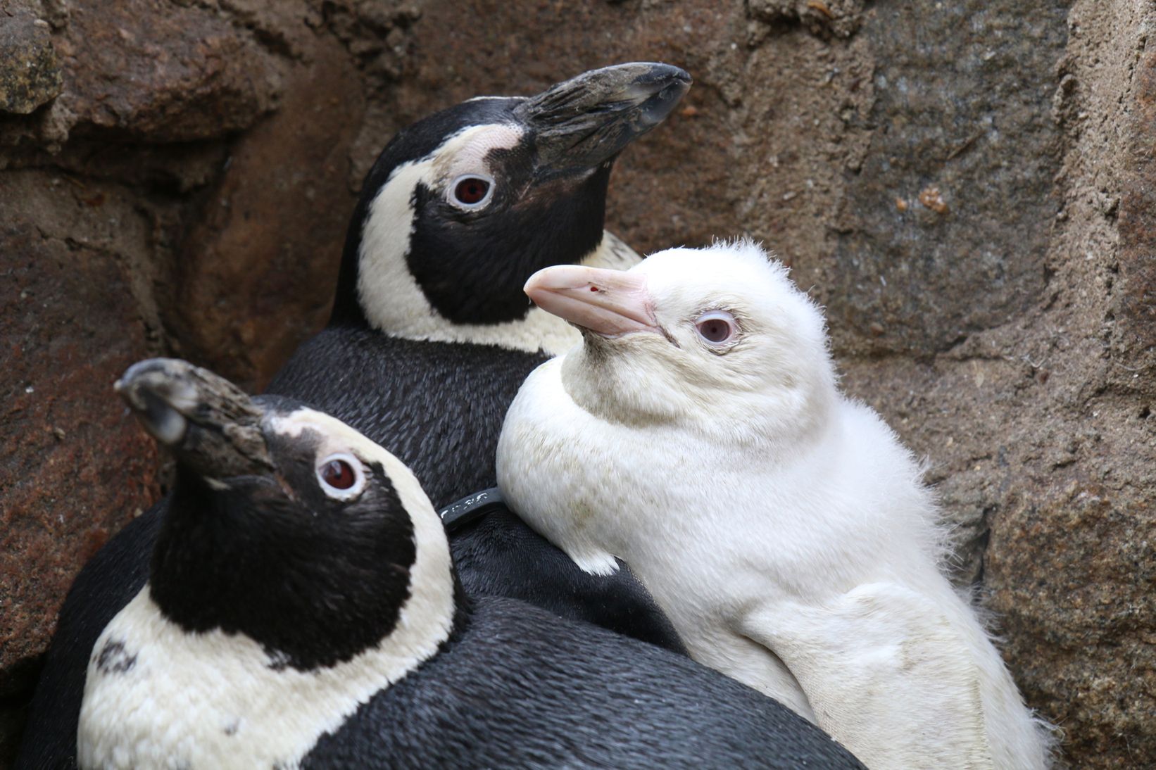 Pingwin toniec w Gdańskim Ogrodzie Zoologicznym