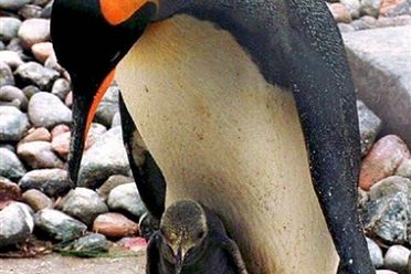 Ogromne pingwiny kolonizowały Peru dawniej niż myślano