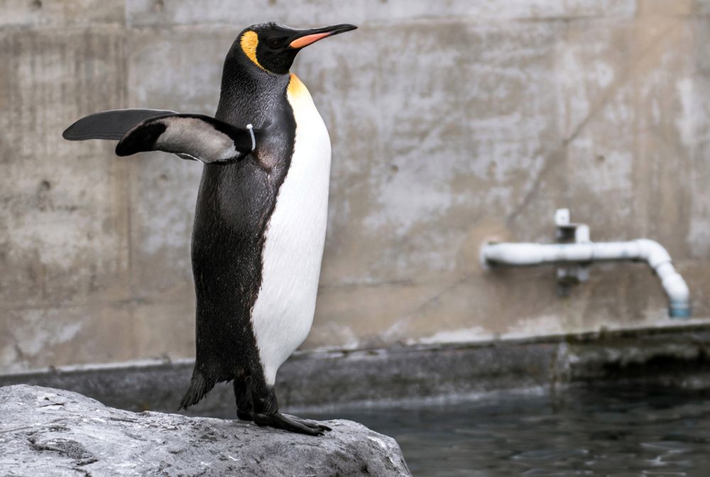 Pingwiny utonęły. Niewiarygodna śmierć w zoo